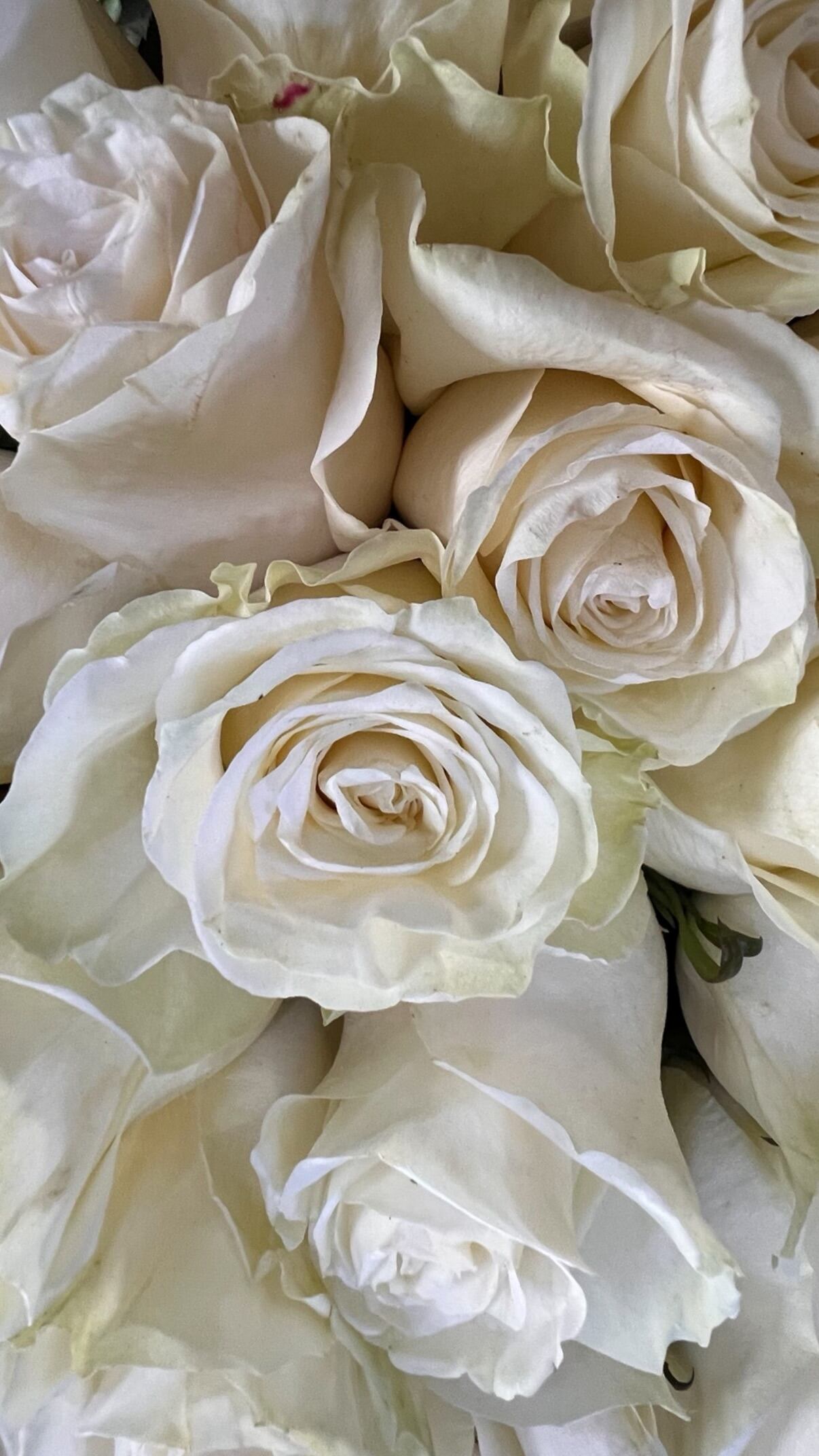 Las rosas blancas con las que cada día 8 del mes Benjamín Vicuña recuerda a su hija Blanca