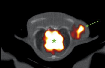 La innovadora técnica basada en