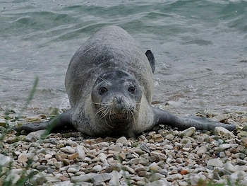 Foca monje del Mediterráneo (Wikimedia
