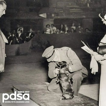 La perra que luchó en el frente de batalla de la Segunda Guerra Mundial, conoce a Tich “La Rata del Desierto” (Facebook Hero Paws - Life after Service)