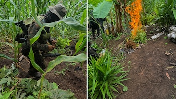 Las fuerzas de seguridad de Guatemala erradican casi 100,000 arbustos de coca en dos departamentos