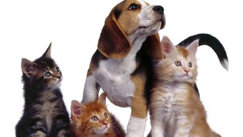 La palabra mascota debería ser