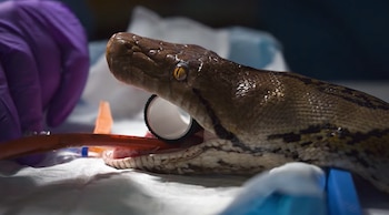 Una gran serpiente con patrón de escamas en tonos gris, amarillo y negro reposa enrollada entre hojas secas