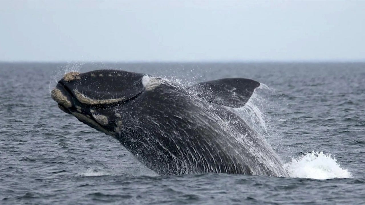 Los censos aéreos indican que la población general de ballenas francas mantiene su crecimiento constante pese a la pérdida de crías.