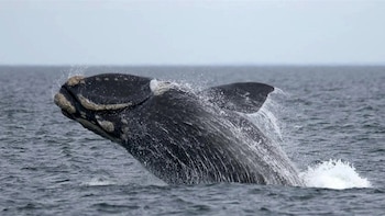 Los censos aéreos indican que la población general de ballenas francas mantiene su crecimiento constante pese a la pérdida de crías.