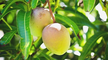 Cuáles son las propiedades curativas