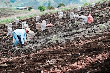 El sector agropecuario impulsó el