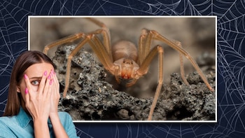 Araña violinista: ¿Realmente son tan