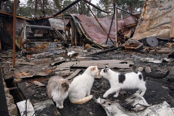 Empezó a estudiarse en 1997,