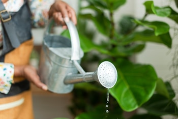 Mitos sobre regar plantas
