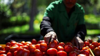 El tomate mexicano pagará aranceles