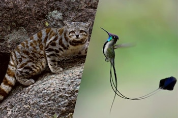 10 especies de animales peruanos