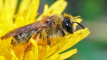 Vermont se vuelve referente ambiental