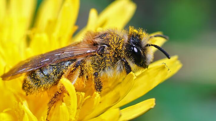 Así funciona la memoria y el cerebro de las abejas. (Freepik)
