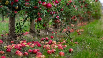 ¿Peligra la manzana en Estados