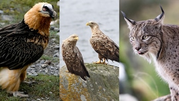 Reintroducir animales no siempre es una buena idea: pueden seguir muriendo si persisten sus amenazas o afectar a otras especies en peligro