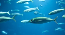 El calentamiento de los océanos reduce casi un 20% la cantidad de peces cada año