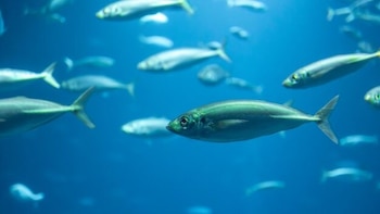 El calentamiento de los océanos