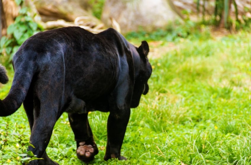 Pese a los avistamientos de pumas y jaguares, estos ahora encuentran presas naturales suficientes y no necesitan acercarse al ganado. (Ambiente)