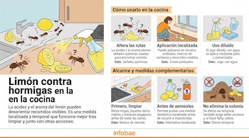 Infografía con ilustraciones de limones, un pulverizador, hormigas en una mesada y texto explicativo con el logotipo de Infobae.