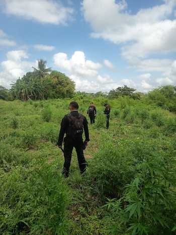 El protocolo guatemalteco exige contar, tomar muestras con supervisión fiscal y judicial, y luego arrancar e incinerar toda la plantación en el lugar para evitar su traslado al mercado ilegal. (Cortesía: PNC Guatemala)