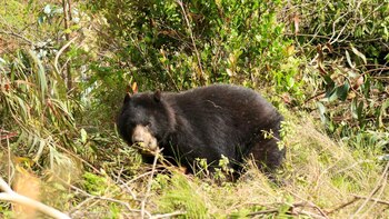 Pensilvania, la primera osa andina
