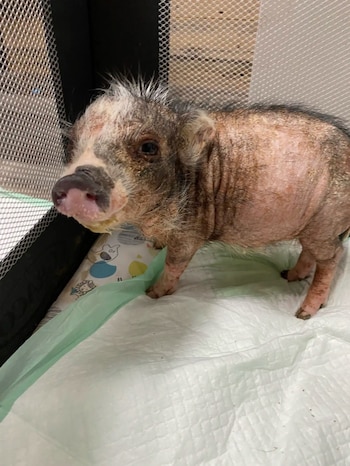 Tras sobrevivir a una grave infección y abandono, este animal demostró una resiliencia sorprendente. (FB: Sleepy Pig Farm)