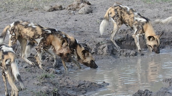 Tres perros salvajes africanos con pelaje manchado beben agua en una charca barrosa