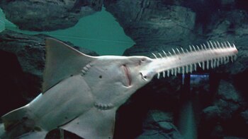 Alerta en Florida: la misteriosa