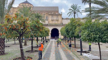 Las naranjas del Patio de
