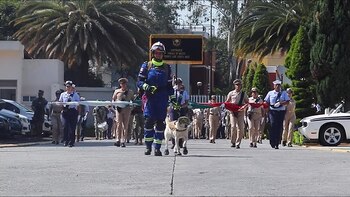 La canina que continuará con