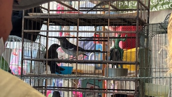 IMPA recibió más de 2