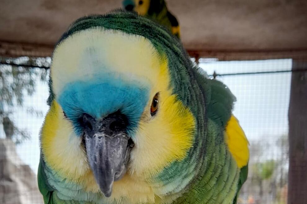 Uno de los loros que se encontraba en la granja
