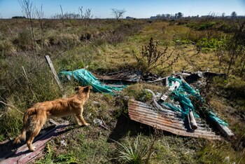 Un perro flaco juega entre
