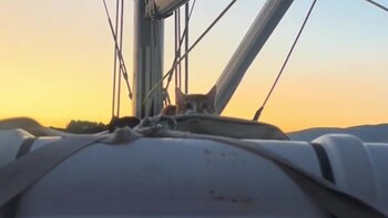 Desde su adopción, la felina