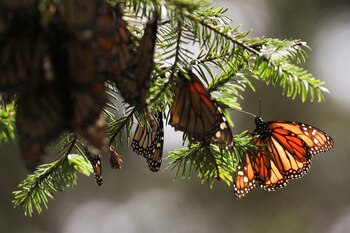 Los científicos esperan que estos