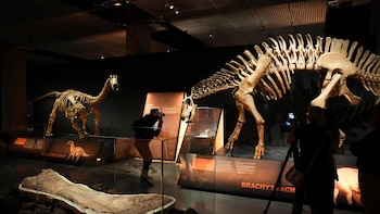 Identifican una clase de meteorito "extraño" que causó la extinción de los dinosaurios