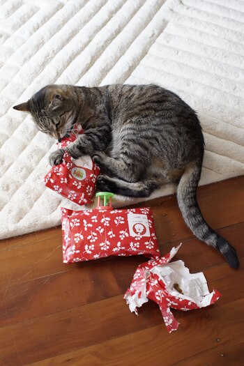 Si nuestro gato observa y