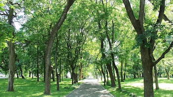 Los anillos de los árboles