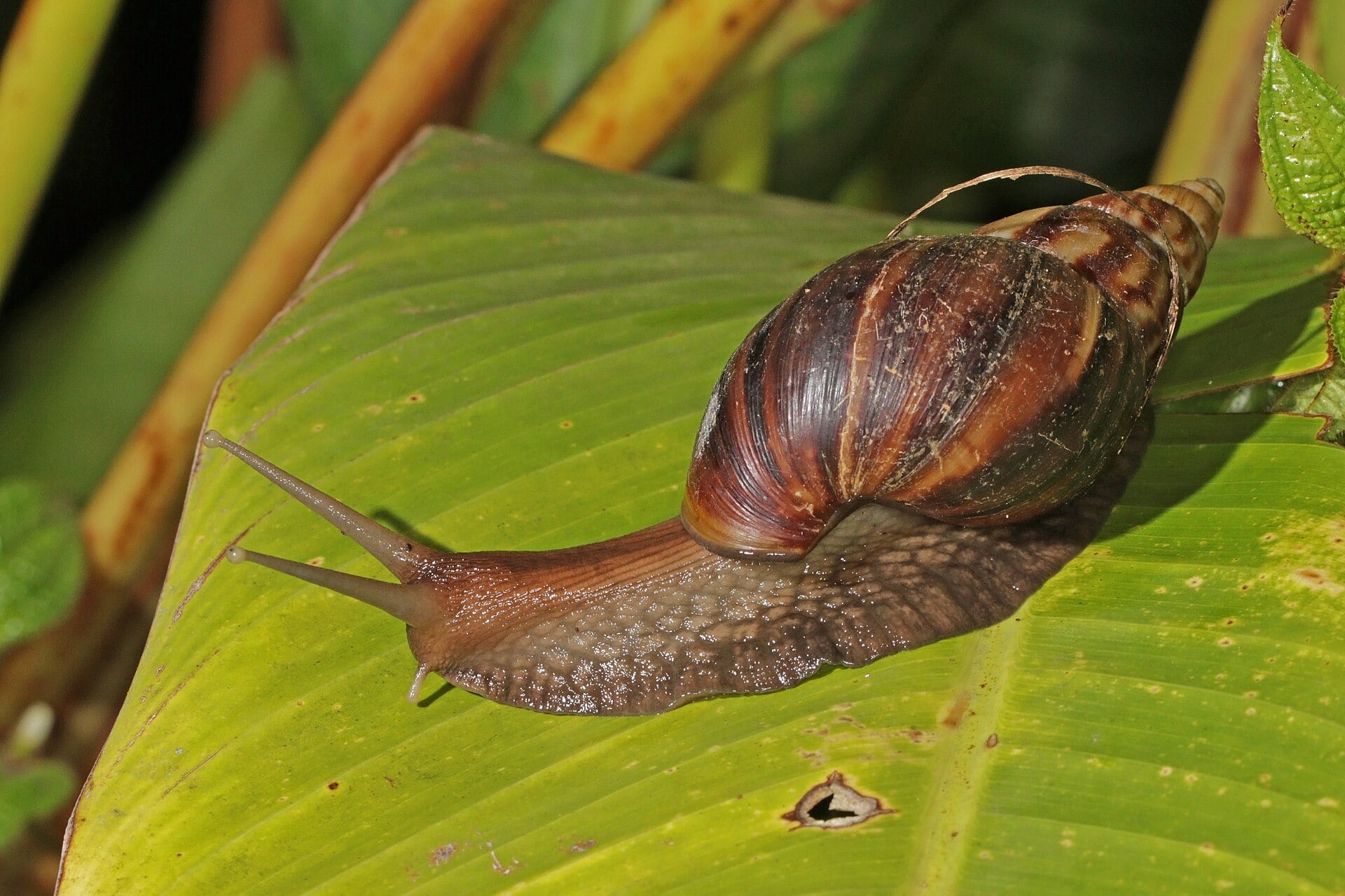 Ejemplar de caracol gigante africano. (Charles J. Sharp/Wikimedia Commons)