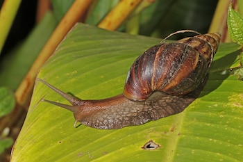 Ejemplar de caracol gigante africano. (Charles J. Sharp/Wikimedia Commons)