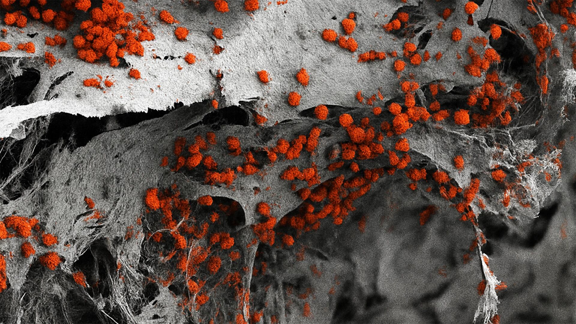 Así se ven las células hematopoyéticas (sangre) coloreadas en rojo en el microambiente de la médula creada en el laboratorio en Suiza/ Andrés García García (Universidad de Basilea)