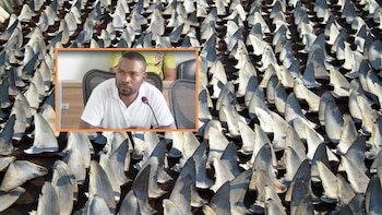 Lo cogieron con más de 4000 aletas de tiburón que pensaba comercializar en Ecuador: el hombre fue enviado a la cárcel por tráfico de fauna en Tumaco