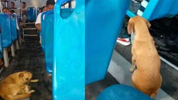 El perrito se acurruco dentro