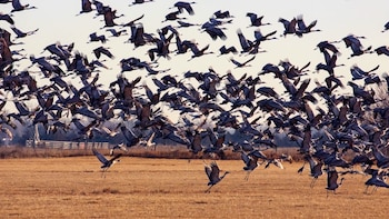 Un número récord de 736.000