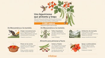 Infografía con ilustraciones de flores rojas, vainas de frijol, un colibrí, una abeja, un mapa de México y secciones informativas sobre la planta.