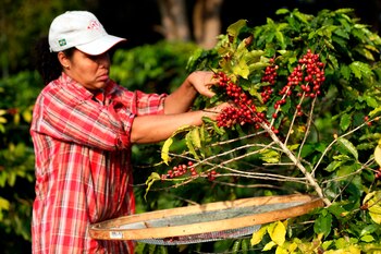 Fotografía de archivo de una mujer que recolecta granos de café en un cultivo de Sao Paulo (Brasil). EFE/ Fernando Bizerra Jr./Archivo