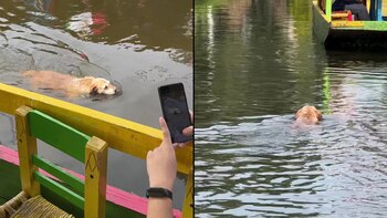 Un perro llamó la atención