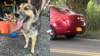 Perro rescatado tras ser abandonado