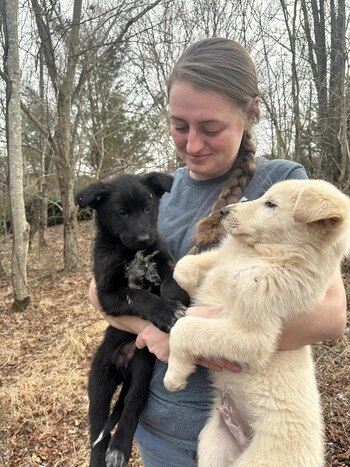 pastores alemanes, perros, razas de perros, animales, mascotas, noticias de animales, noticias de mascotas, rescate animal, abandono animal, maltrato animal